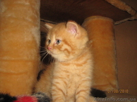 Шотландских котят - <ro>Изображение</ro><ru>Изображение</ru> #2, <ru>Объявление</ru> #65255