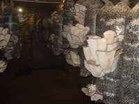 Продам грибы Вешанка. Производитель. - <ro>Изображение</ro><ru>Изображение</ru> #2, <ru>Объявление</ru> #112278