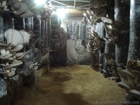 Продам грибы Вешанка. Производитель. - <ro>Изображение</ro><ru>Изображение</ru> #1, <ru>Объявление</ru> #112278