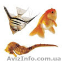 Переводные картинки - <ro>Изображение</ro><ru>Изображение</ru> #2, <ru>Объявление</ru> #279088