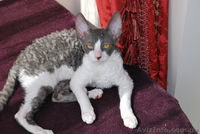 корниш-рекс котята !!! - <ro>Изображение</ro><ru>Изображение</ru> #4, <ru>Объявление</ru> #596051