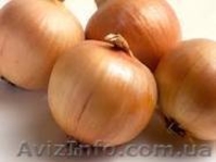 Продам лук репчатый свой, сухой, со склада в Одесской обл. - <ro>Изображение</ro><ru>Изображение</ru> #1, <ru>Объявление</ru> #746551