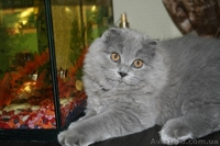 Шотландские котята.Недорого!!! - <ro>Изображение</ro><ru>Изображение</ru> #1, <ru>Объявление</ru> #747298