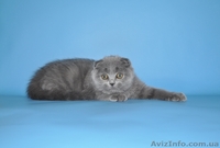 шотландские вислоухие котята из питомника - <ro>Изображение</ro><ru>Изображение</ru> #1, <ru>Объявление</ru> #754612
