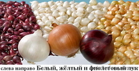 лук-севок(арпаджика) - <ro>Изображение</ro><ru>Изображение</ru> #1, <ru>Объявление</ru> #873487