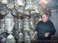 Выращивание грибов у себя дома на даче, на производстве. - <ro>Изображение</ro><ru>Изображение</ru> #2, <ru>Объявление</ru> #1460564