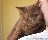 элитных британских котят - <ro>Изображение</ro><ru>Изображение</ru> #2, <ru>Объявление</ru> #1486538