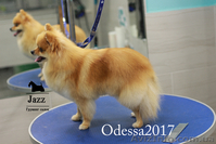 Обучение грумингу. Школа груминга в Одесса - <ro>Изображение</ro><ru>Изображение</ru> #2, <ru>Объявление</ru> #1583184