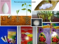 Регуляторы роста растений - <ro>Изображение</ro><ru>Изображение</ru> #1, <ru>Объявление</ru> #1748825