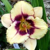 Цитокининовая паста 1,5мл - <ro>Изображение</ro><ru>Изображение</ru> #4, <ru>Объявление</ru> #1752566