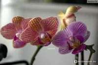 Цитокининовая паста 1,5мл - <ro>Изображение</ro><ru>Изображение</ru> #5, <ru>Объявление</ru> #1752566