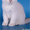 Очаровательные британские котята - <ro>Изображение</ro><ru>Изображение</ru> #1, <ru>Объявление</ru> #378306