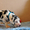 Мраморные щенки немецкого дога  Челябинск - <ro>Изображение</ro><ru>Изображение</ru> #3, <ru>Объявление</ru> #525439