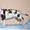 Мраморные щенки немецкого дога  Челябинск - <ro>Изображение</ro><ru>Изображение</ru> #9, <ru>Объявление</ru> #525439