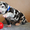 Мраморные щенки немецкого дога  Челябинск - <ro>Изображение</ro><ru>Изображение</ru> #1, <ru>Объявление</ru> #525439