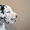 Мраморные щенки немецкого дога  Челябинск - <ro>Изображение</ro><ru>Изображение</ru> #4, <ru>Объявление</ru> #525439