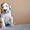 Мраморные щенки немецкого дога  Челябинск - <ro>Изображение</ro><ru>Изображение</ru> #5, <ru>Объявление</ru> #525439