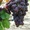 Продаю cаженцы винограда почтой - <ro>Изображение</ro><ru>Изображение</ru> #2, <ru>Объявление</ru> #3813