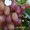 Продаю cаженцы винограда почтой - <ro>Изображение</ro><ru>Изображение</ru> #1, <ru>Объявление</ru> #3813