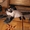котята Бирманской породы - <ro>Изображение</ro><ru>Изображение</ru> #3, <ru>Объявление</ru> #19021