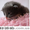 Подарю пушистых ангорских котят. - <ro>Изображение</ro><ru>Изображение</ru> #2, <ru>Объявление</ru> #27791