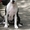 Перспективный щенок девочка Амер Стафф Терьера - <ro>Изображение</ro><ru>Изображение</ru> #4, <ru>Объявление</ru> #47017