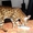 Продаются бенгальские котята леопардового окраса - <ro>Изображение</ro><ru>Изображение</ru> #1, <ru>Объявление</ru> #60150