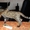 Продаются бенгальские котята леопардового окраса #60150