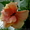  продам  комнатные розы  - <ro>Изображение</ro><ru>Изображение</ru> #2, <ru>Объявление</ru> #47989