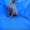 Котята Канадского сфинкса!!! - <ro>Изображение</ro><ru>Изображение</ru> #4, <ru>Объявление</ru> #65559