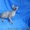 Котята Канадского сфинкса!!! - <ro>Изображение</ro><ru>Изображение</ru> #3, <ru>Объявление</ru> #65559