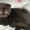 Шотландских котят - <ro>Изображение</ro><ru>Изображение</ru> #1, <ru>Объявление</ru> #65255