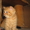 Шотландских котят - <ro>Изображение</ro><ru>Изображение</ru> #2, <ru>Объявление</ru> #65255