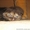 Шотландских котят - <ro>Изображение</ro><ru>Изображение</ru> #5, <ru>Объявление</ru> #65255