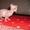 Котята Канадского сфинкса!!! - <ro>Изображение</ro><ru>Изображение</ru> #5, <ru>Объявление</ru> #65559