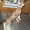 Бенгальские   котята (пятнистые леопардики) #93530