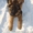 Немецкая овчарка, ДЛИННОШЕРСТНАЯ - <ro>Изображение</ro><ru>Изображение</ru> #3, <ru>Объявление</ru> #155170