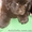 Щенки породы ньюфаундленд редкого коричневого окраса #158375