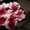 Фиалки цветущие 100 сортов - <ro>Изображение</ro><ru>Изображение</ru> #7, <ru>Объявление</ru> #197236