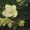 Фиалки цветущие 100 сортов #197236