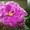 Фиалки цветущие 100 сортов - <ro>Изображение</ro><ru>Изображение</ru> #9, <ru>Объявление</ru> #197236
