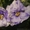 Фиалки цветущие 100 сортов - <ro>Изображение</ro><ru>Изображение</ru> #4, <ru>Объявление</ru> #197236
