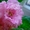 Фиалки цветущие 100 сортов - <ro>Изображение</ro><ru>Изображение</ru> #1, <ru>Объявление</ru> #197236