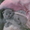 Шотландская вислоухая (скоттиш-фолд) кошечка,  лилового окраса #184632