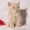 Плюшевый шотландский котенок редкого окраса #184583
