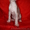 Китайская хохлатая собака.Голые щенки 2,5мес.КСУ - <ro>Изображение</ro><ru>Изображение</ru> #5, <ru>Объявление</ru> #213613