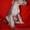 Китайская хохлатая собака.Голые щенки 2,5мес.КСУ - <ro>Изображение</ro><ru>Изображение</ru> #3, <ru>Объявление</ru> #213613