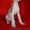 Китайская хохлатая собака.Голые щенки 2,5мес.КСУ - <ro>Изображение</ro><ru>Изображение</ru> #1, <ru>Объявление</ru> #213613