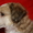 Китайская хохлатая собака.Голые щенки 2, 5мес.КСУ #213613