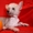 Китайская хохлатая собака.Голые щенки 2,5мес.КСУ - <ro>Изображение</ro><ru>Изображение</ru> #2, <ru>Объявление</ru> #213613